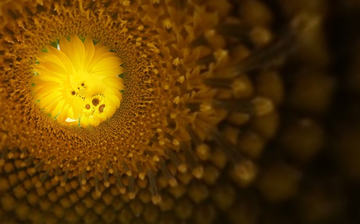 Beautiful sunflower close-up wallpaper (1) #5