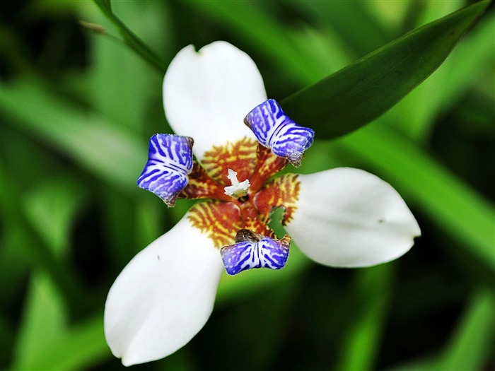 Macro flor de hierba (1) (obras genzhukou) #9