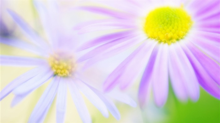 fleurs fond d'écran Widescreen close-up (14) #15
