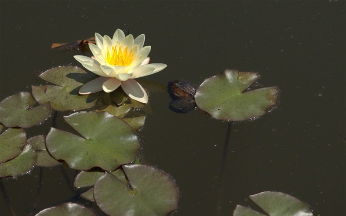 Water Lily 睡莲 高清壁纸19