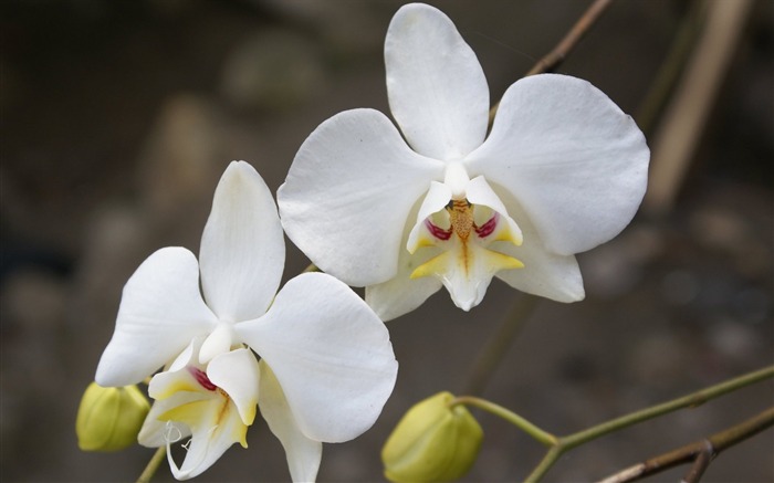Орхидея обои фото (1) #1