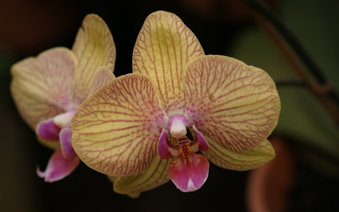 Орхидея обои фото (1) #3