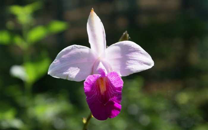 Орхидея обои фото (1) #8