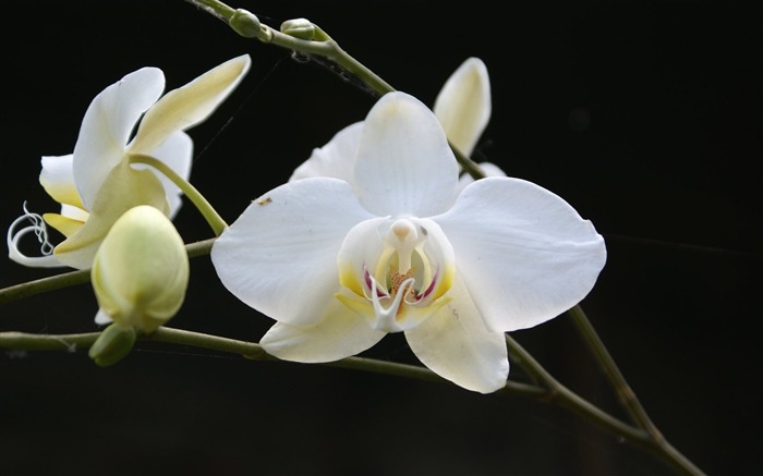 Orquídea foto de fondo de pantalla (1) #9