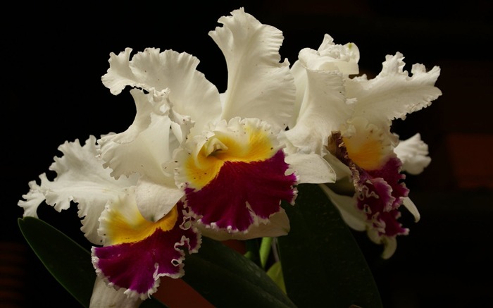 Орхидея обои фото (1) #10