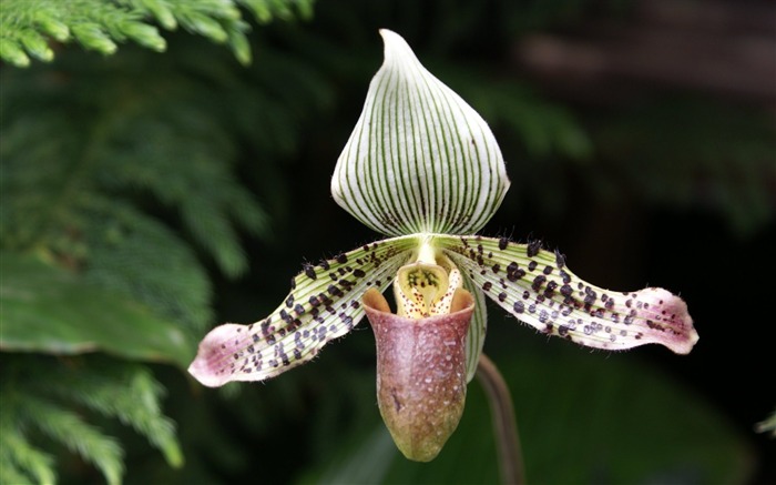 Орхидея обои фото (1) #16