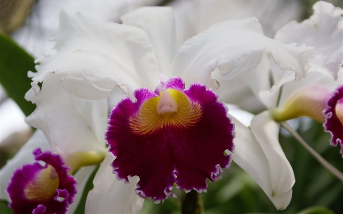 Орхидея обои фото (1) #17
