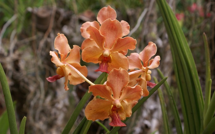 Орхидея обои фото (1) #18