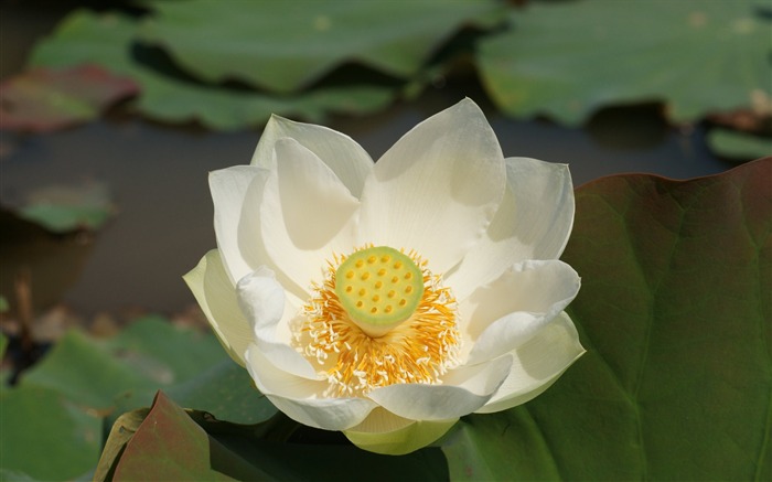 Lotus фото обои (1) #18