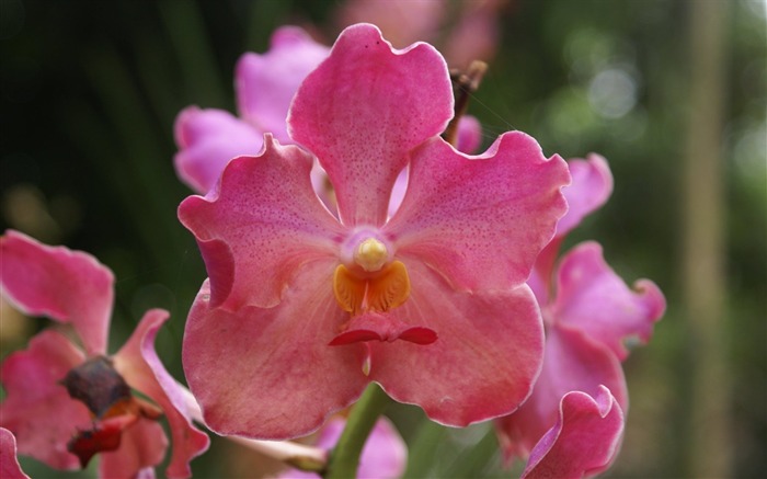 Orquídea foto de fondo de pantalla (2) #1
