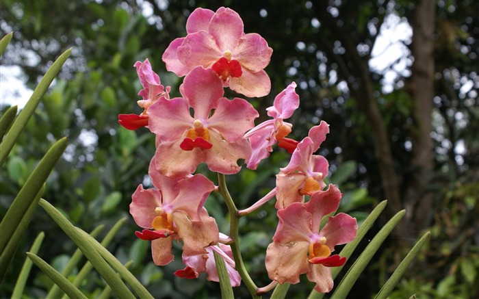 Orquídea foto de fondo de pantalla (2) #2
