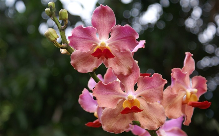 Орхидея обои фото (2) #9