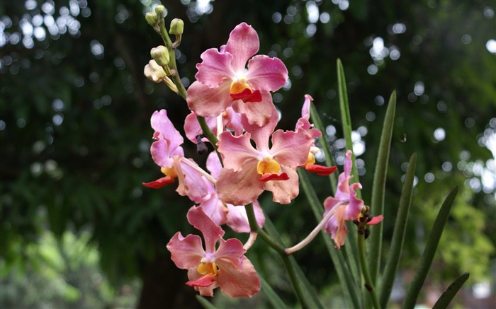 Орхидея обои фото (2) #18