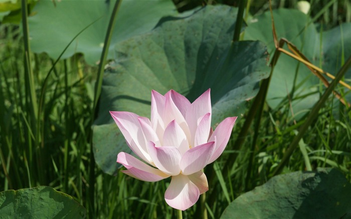Lotus фото обои (2) #6