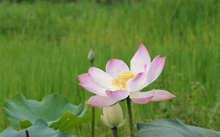 Lotus фото обои (2) #11