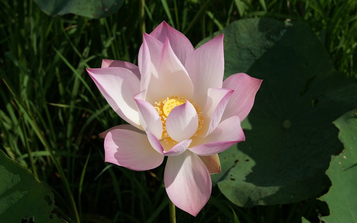 Lotus фото обои (2) #13
