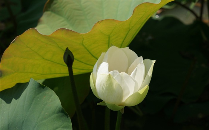 Lotus Fototapete (3) #16