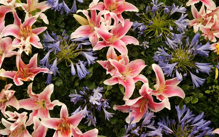 Colorful flowers decorate wallpaper (4) #6