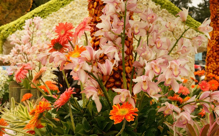 fondos de escritorio de flores con pantalla ancha de cerca (31) #20
