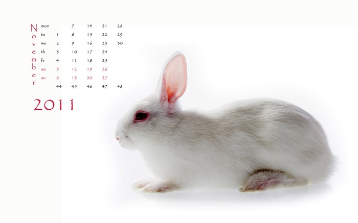 Год Кролика 2011 календарь обои (1) #11