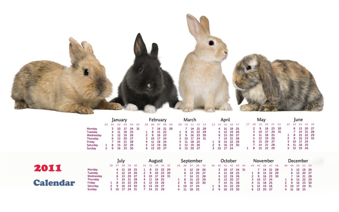 Año del Conejo fondos de escritorio calendario 2011 (1) #16