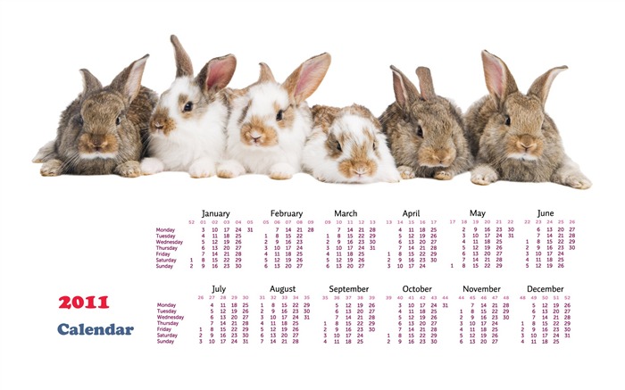 Année du papier peint Rabbit calendrier 2011 (1) #19