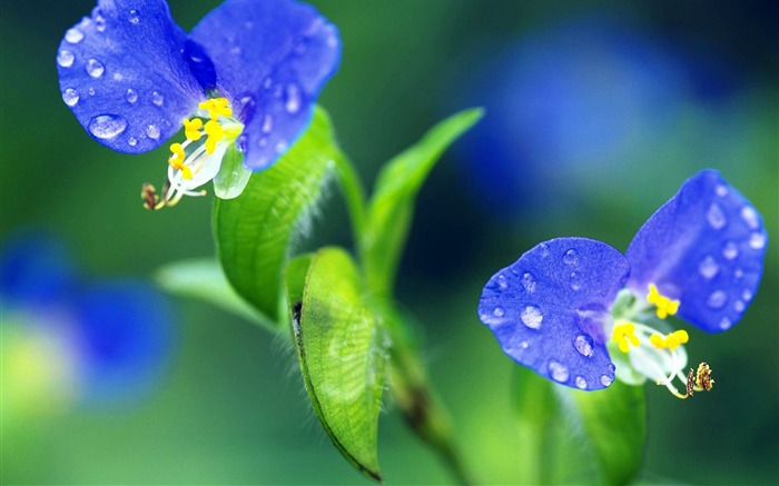 Pairs of flowers and green leaves wallpaper (2) #10