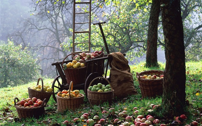 Fondos de escritorio de la cosecha de otoño #10