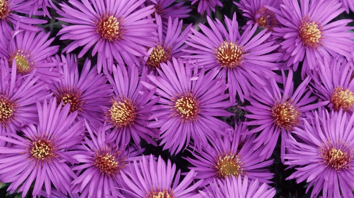 Widescreen wallpaper flowers close-up (32) #8