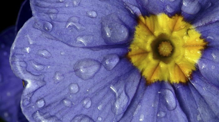 Widescreen wallpaper flowers close-up (32) #11