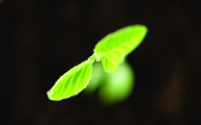 緑の苗は、単にHDの壁紙が発芽 #5
