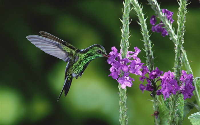 윈도우 7 배경 화면 : 아름다운 새들 #11