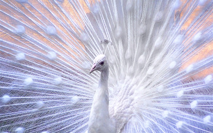Windows 7 壁紙：美麗的鳥兒 #15