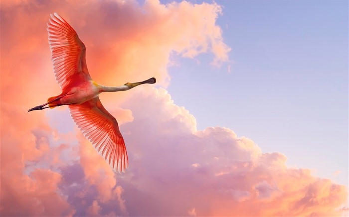 윈도우 7 배경 화면 : 아름다운 새들 #16