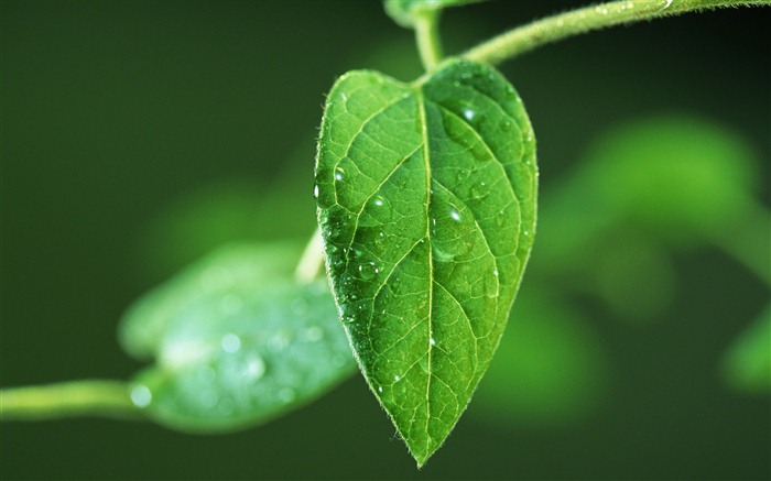 Green leaf with water droplets HD wallpapers #5