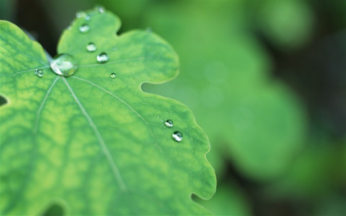 Green leaf with water droplets HD wallpapers #6