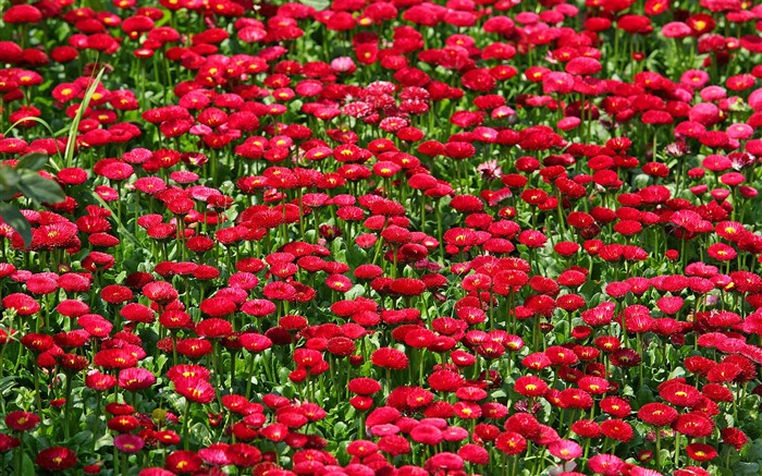 Fleurs marguerites close-up Fonds d'écran HD #12