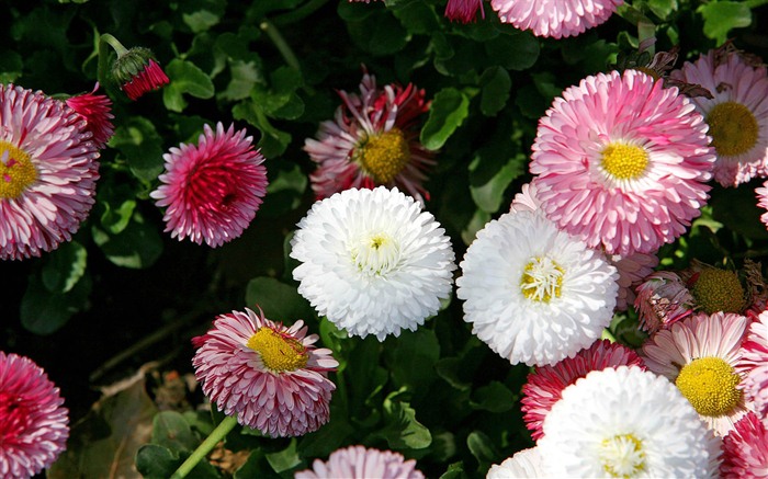 Sedmikrásky květiny close-up tapety HD #14