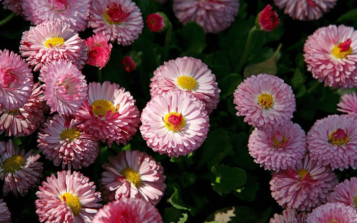 Daisies flowers close-up HD wallpapers #16