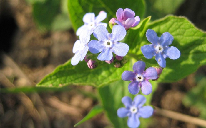 Small and beautiful forget-me-flowers HD wallpaper #2