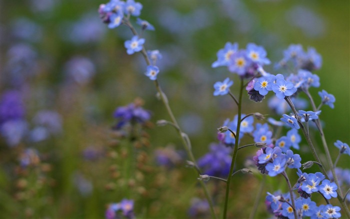 Small and beautiful forget-me-flowers HD wallpaper #7