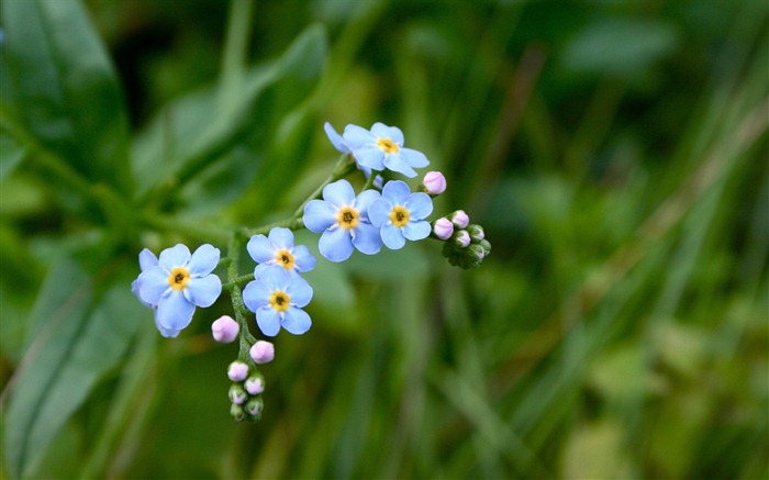 Small and beautiful forget-me-flowers HD wallpaper #9