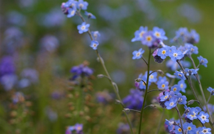 Small and beautiful forget-me-flowers HD wallpaper #11