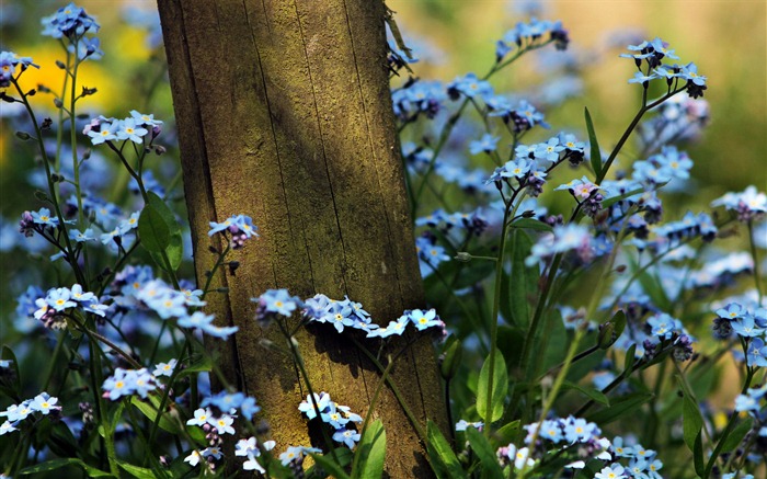 Small and beautiful forget-me-flowers HD wallpaper #15