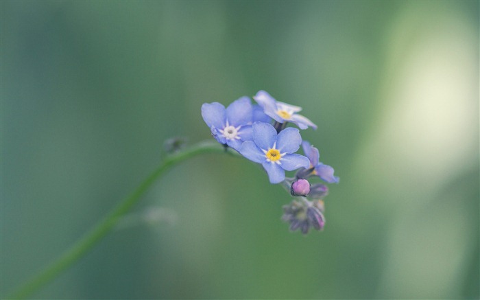 Small and beautiful forget-me-flowers HD wallpaper #17