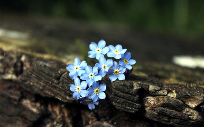 Small and beautiful forget-me-flowers HD wallpaper #18