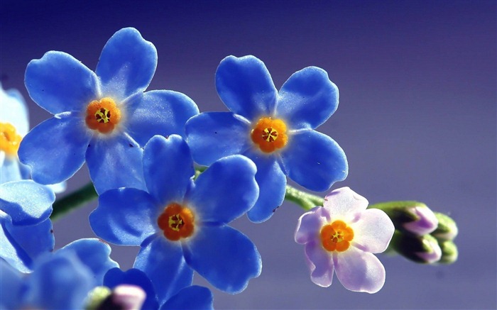 Small and beautiful forget-me-flowers HD wallpaper #19