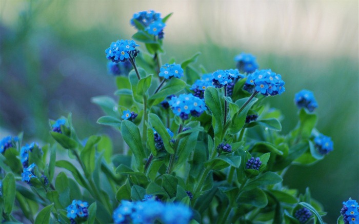 Small and beautiful forget-me-flowers HD wallpaper #20