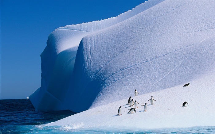 Windows 8: Fondos de pantalla, paisajes antárticos nieve, pingüinos antárticos #1