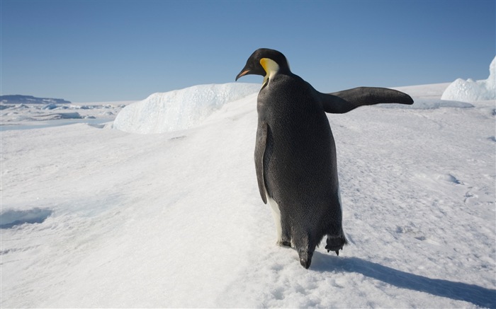 Windows 8: Fondos de pantalla, paisajes antárticos nieve, pingüinos antárticos #10